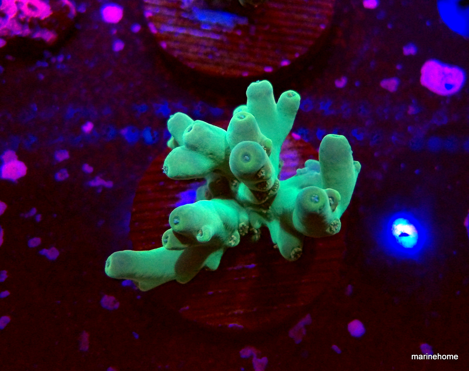 KODAK Digital Still Camera