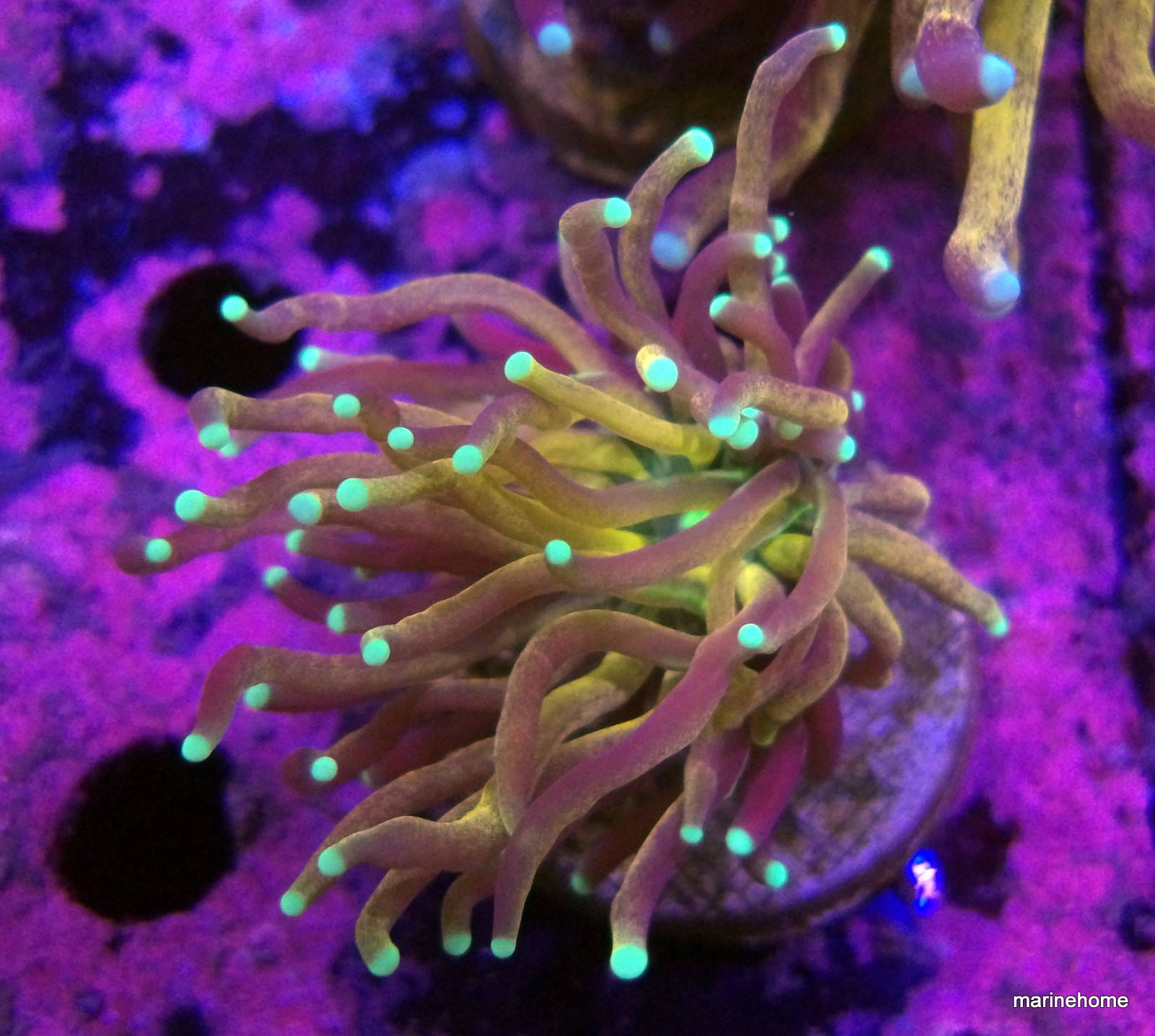 KODAK Digital Still Camera