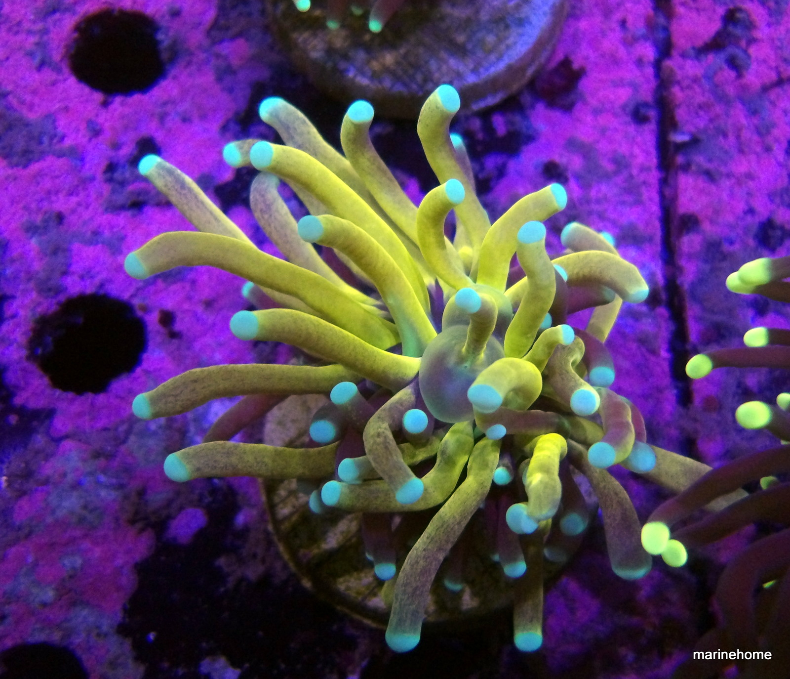 KODAK Digital Still Camera