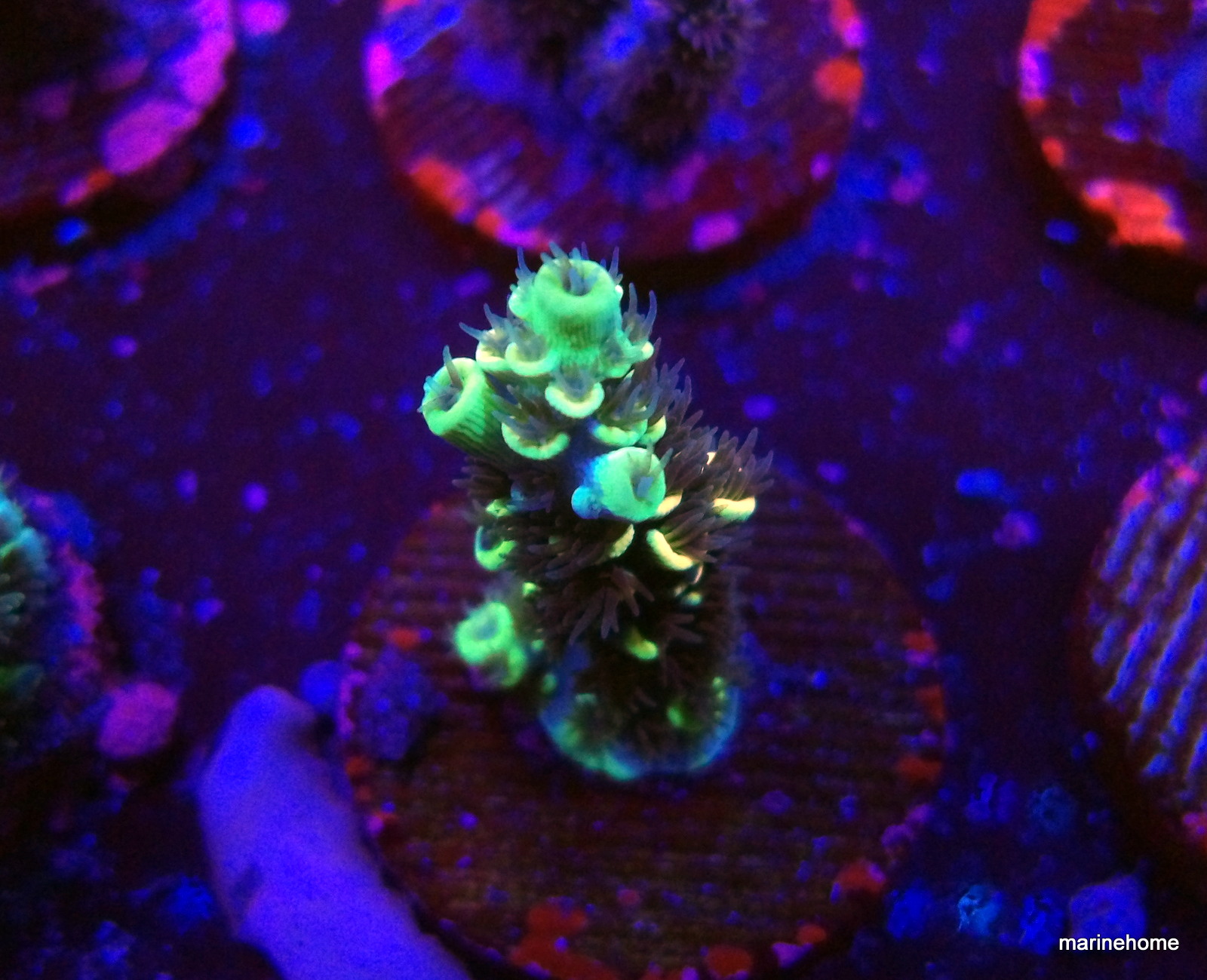 KODAK Digital Still Camera