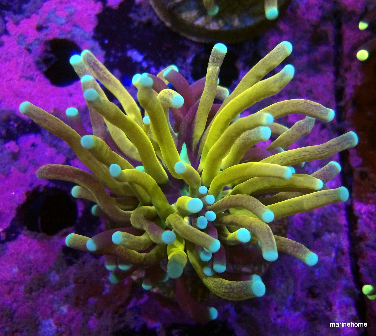 KODAK Digital Still Camera