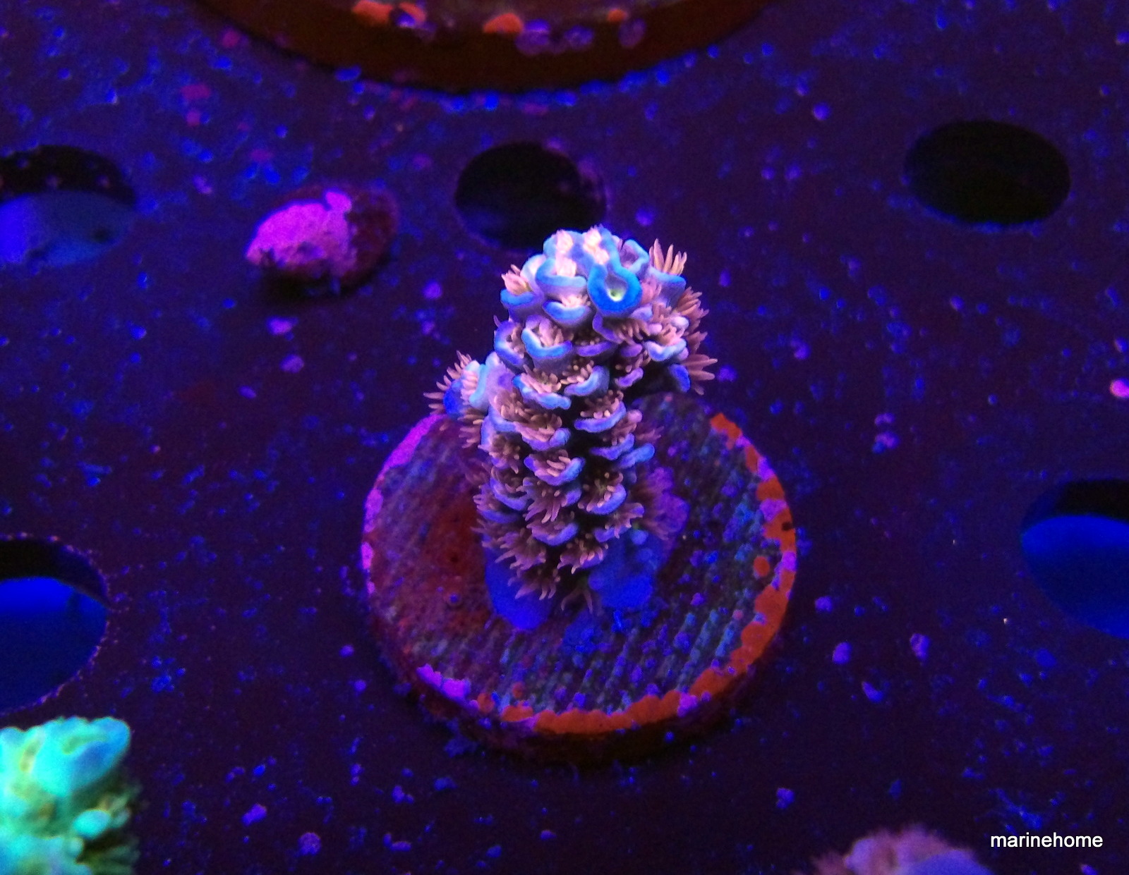 KODAK Digital Still Camera