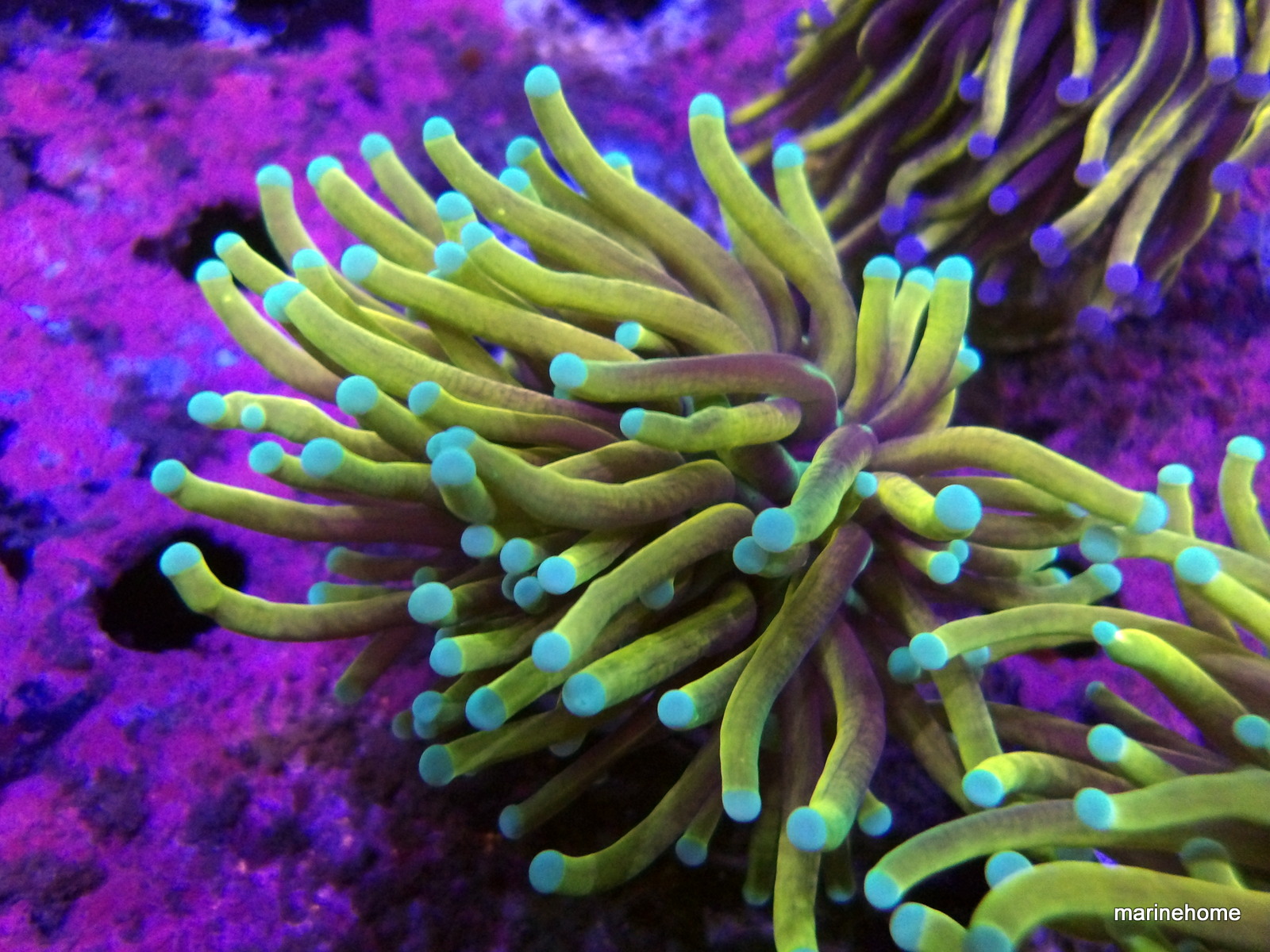 KODAK Digital Still Camera