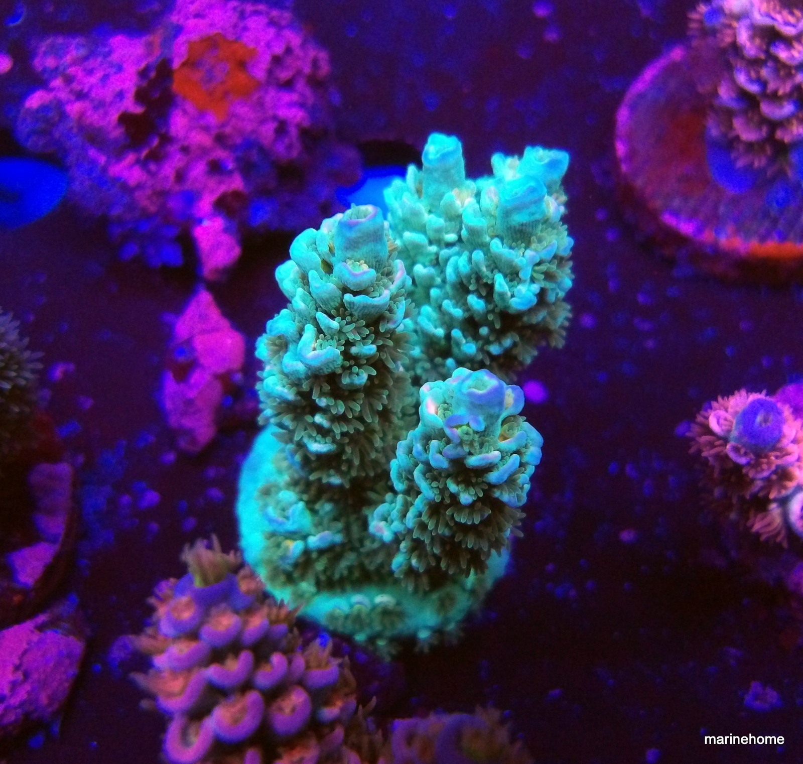 KODAK Digital Still Camera