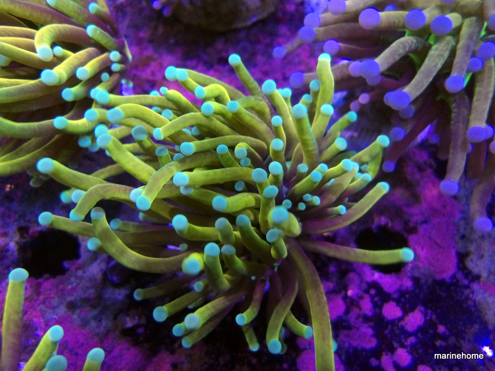 KODAK Digital Still Camera