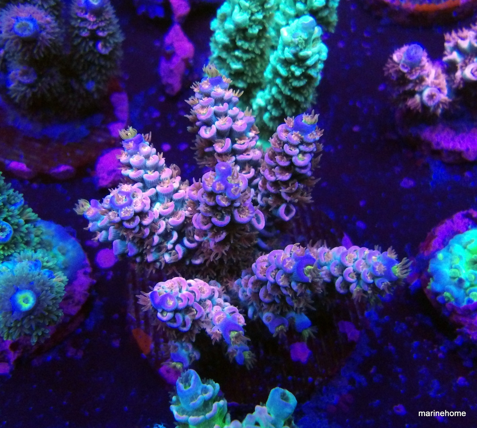 KODAK Digital Still Camera