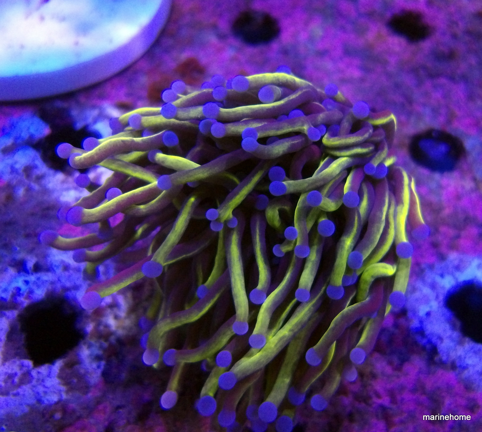 KODAK Digital Still Camera