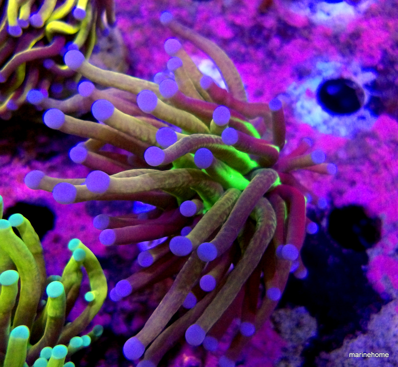 KODAK Digital Still Camera