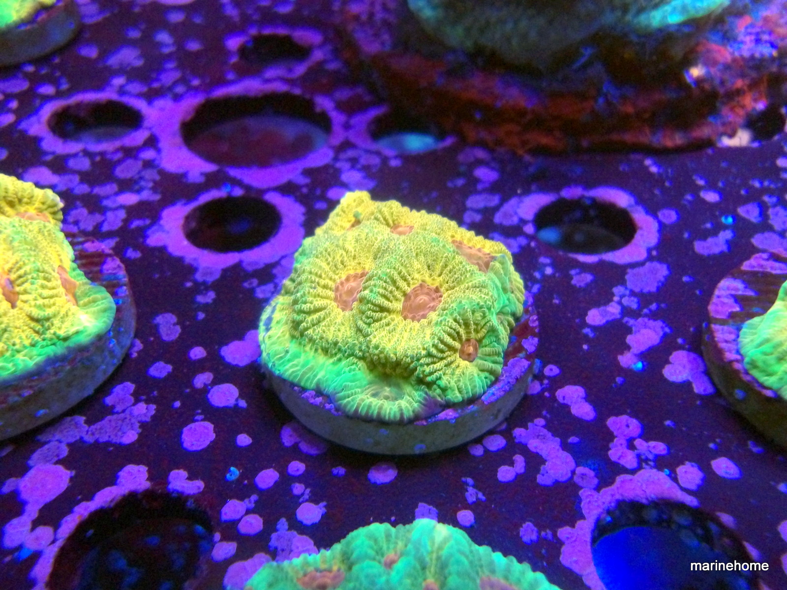 KODAK Digital Still Camera