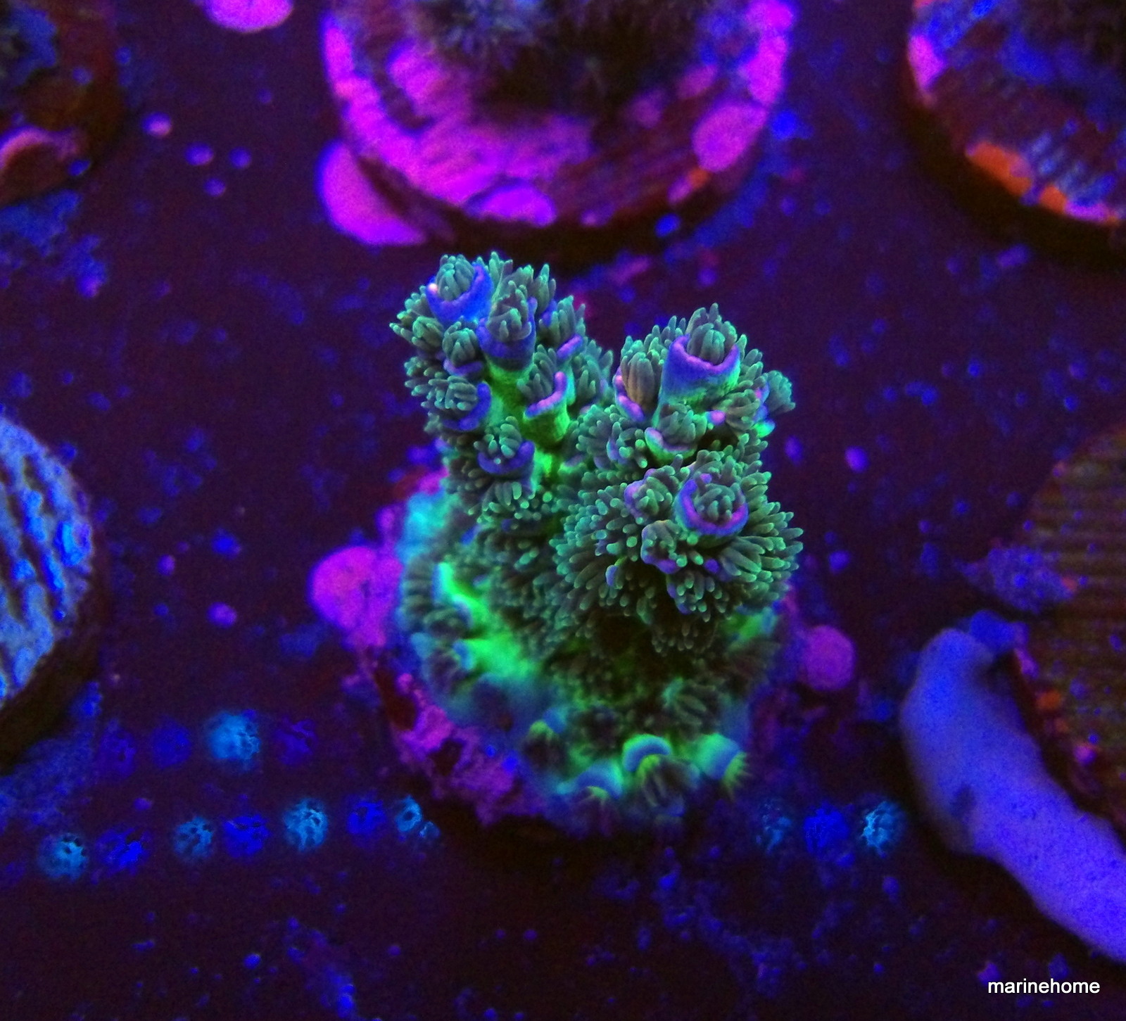 KODAK Digital Still Camera