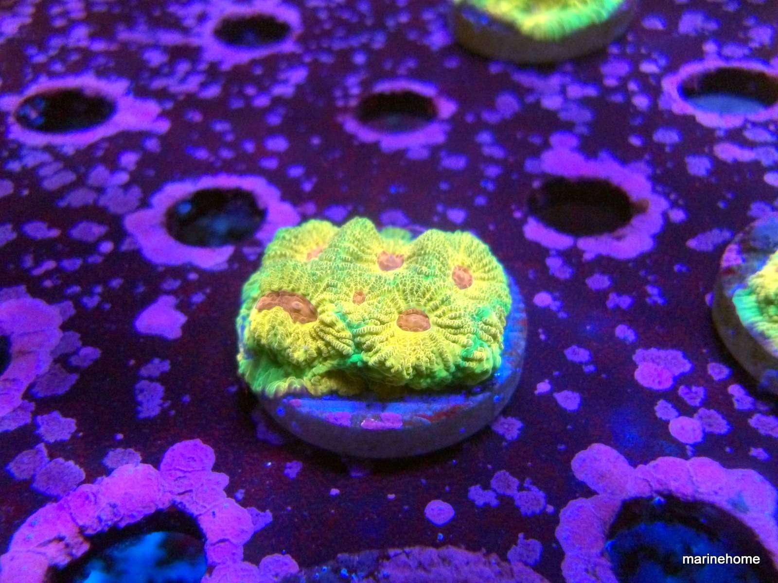 KODAK Digital Still Camera