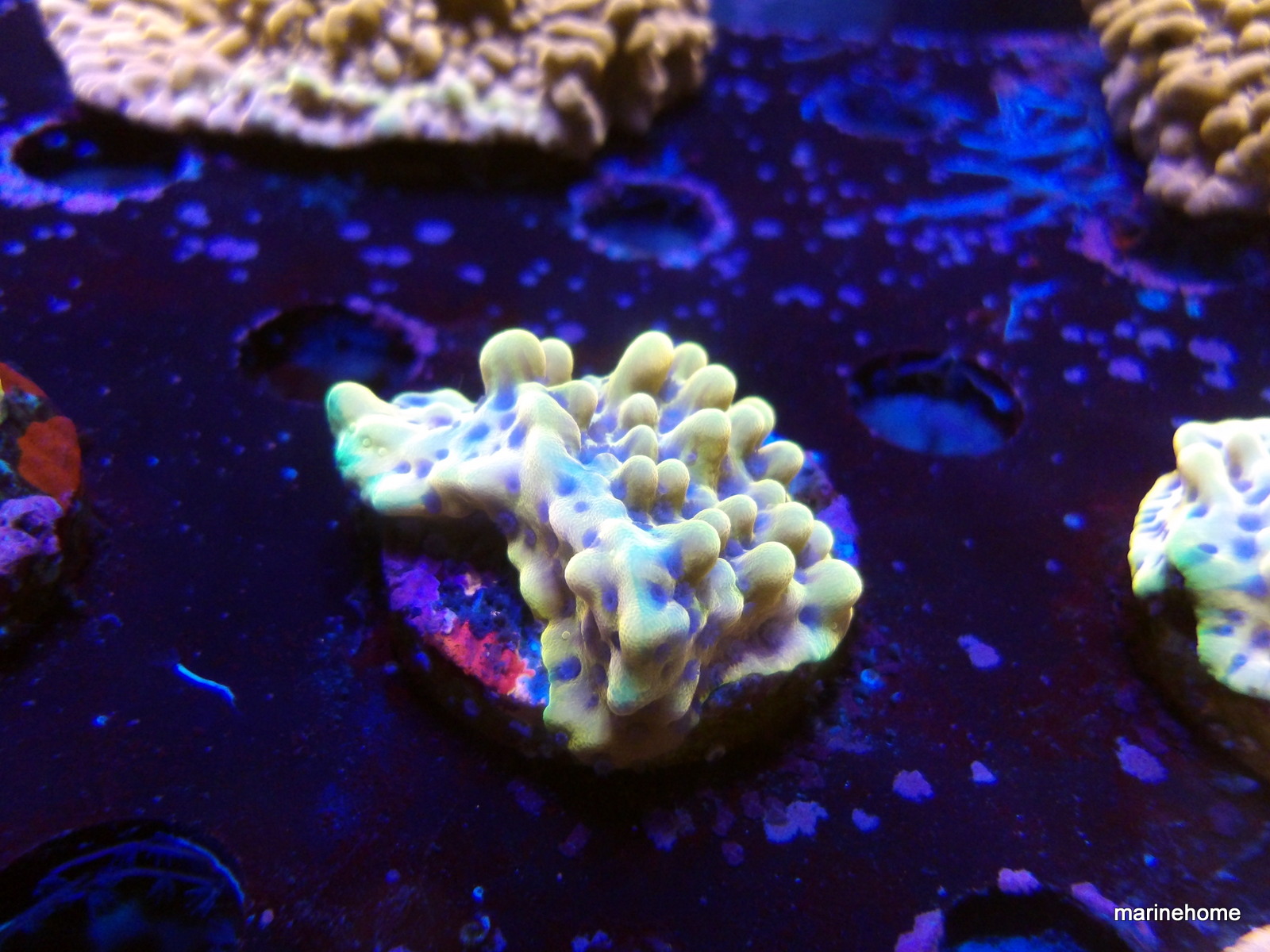 KODAK Digital Still Camera