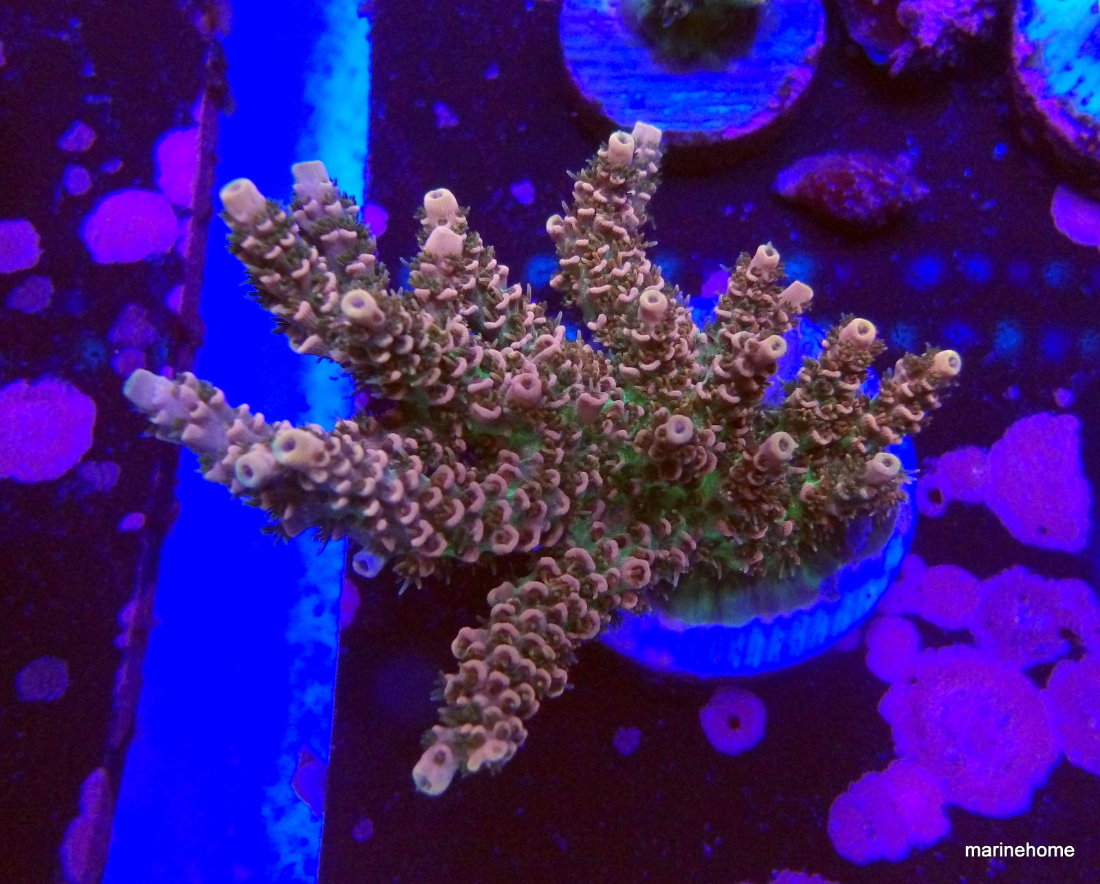 KODAK Digital Still Camera