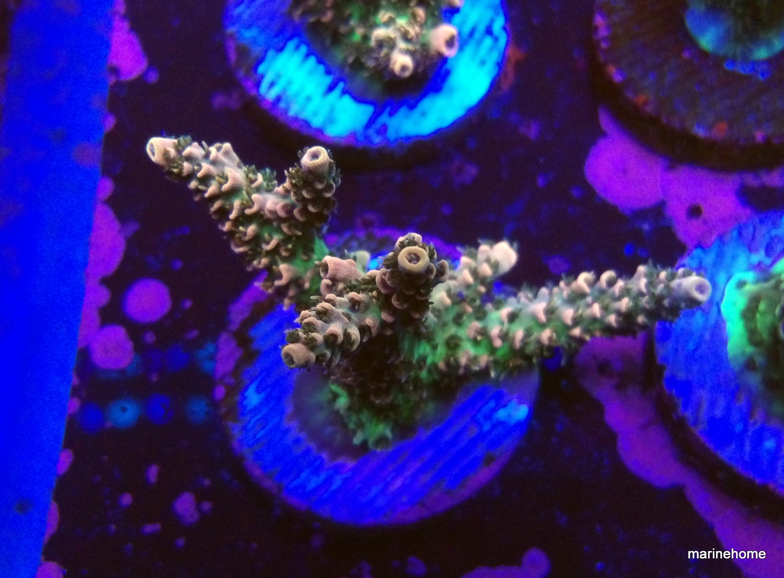 KODAK Digital Still Camera