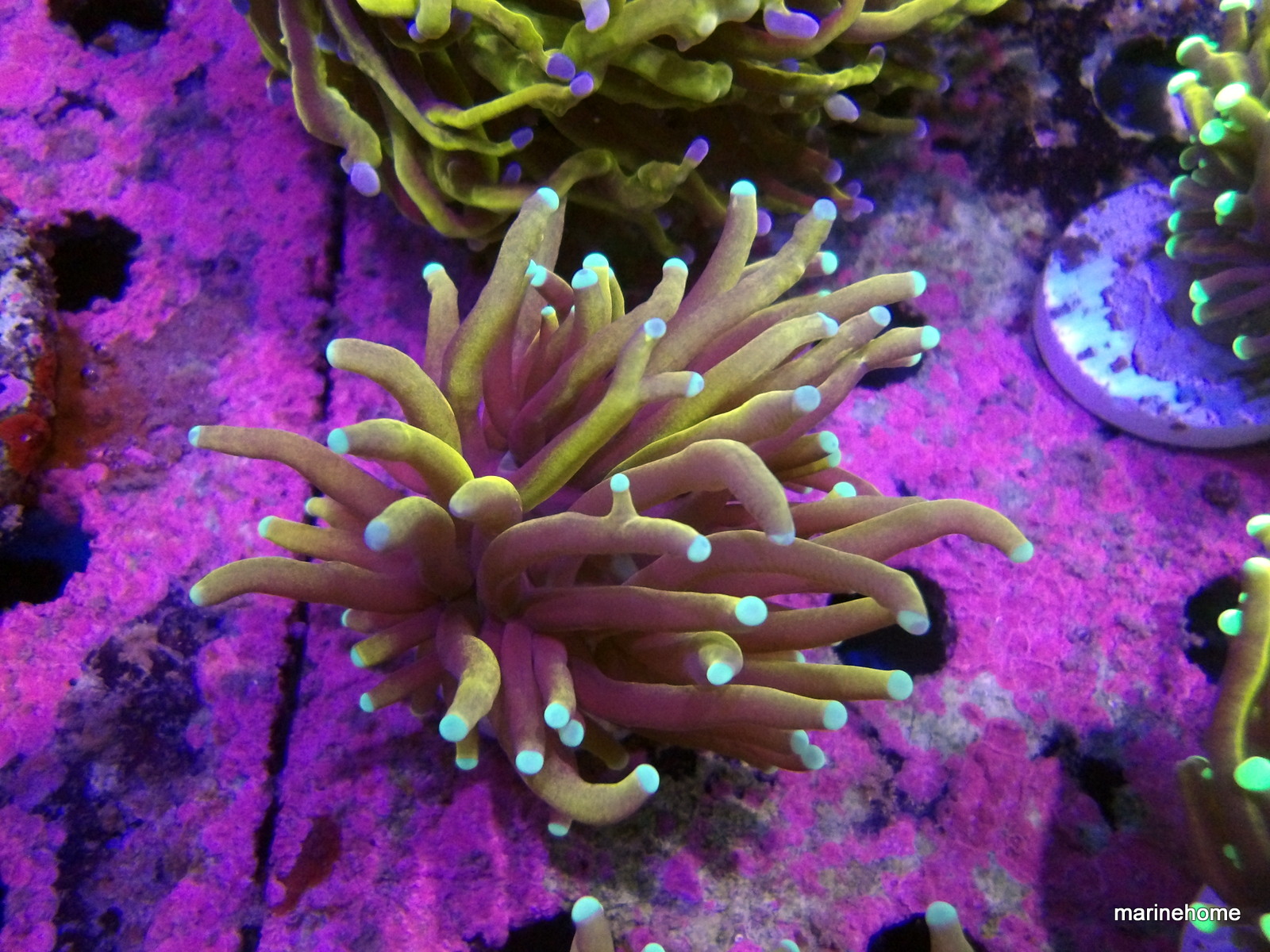 KODAK Digital Still Camera