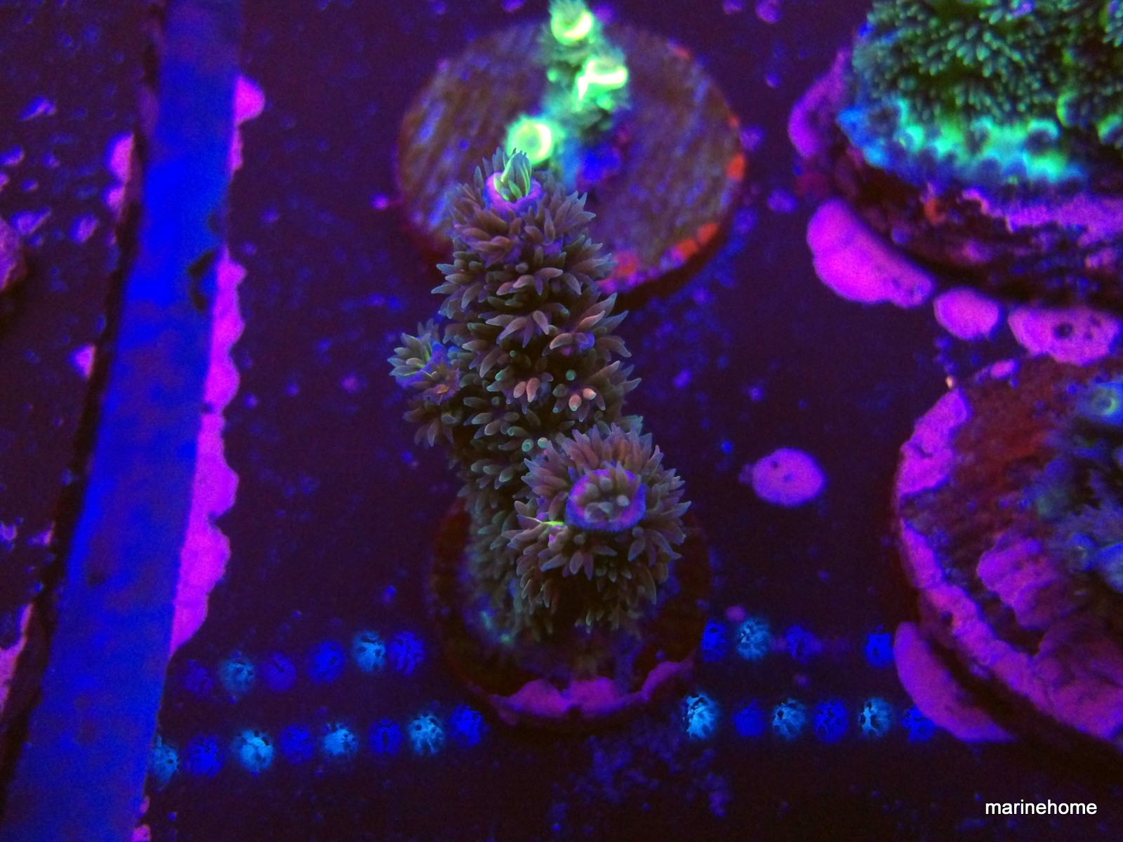 KODAK Digital Still Camera