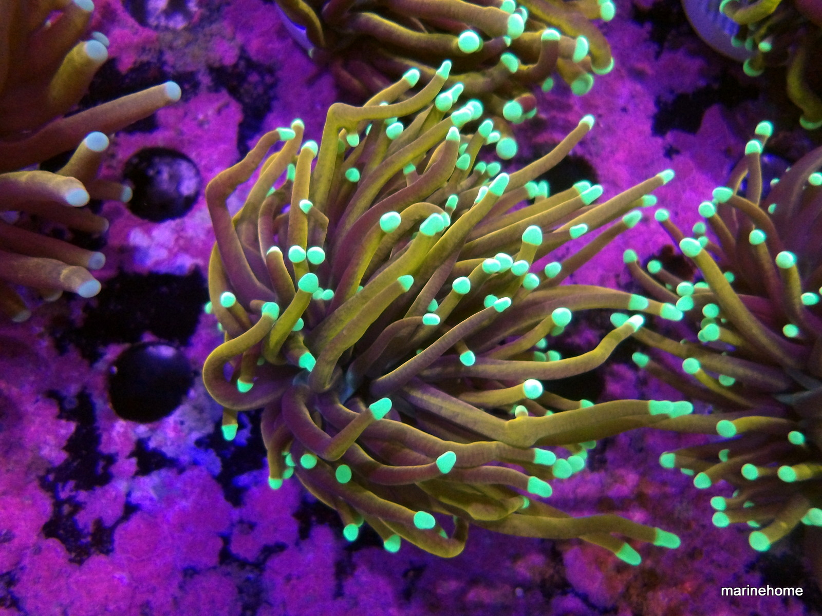 KODAK Digital Still Camera