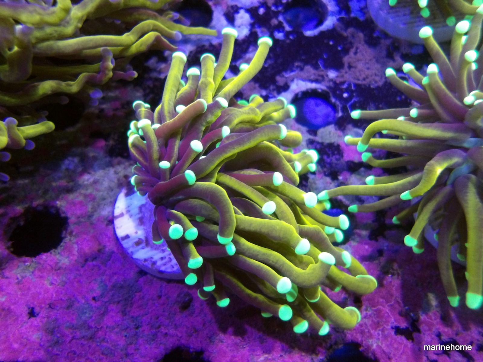 KODAK Digital Still Camera