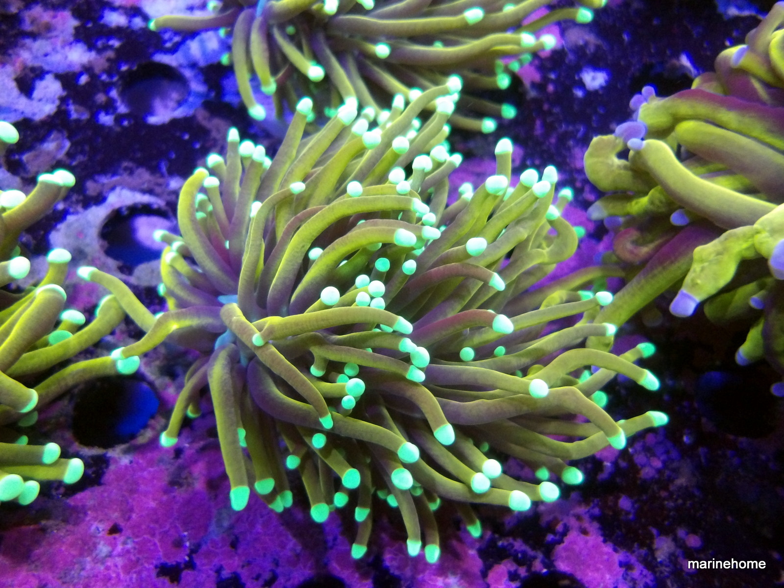 KODAK Digital Still Camera