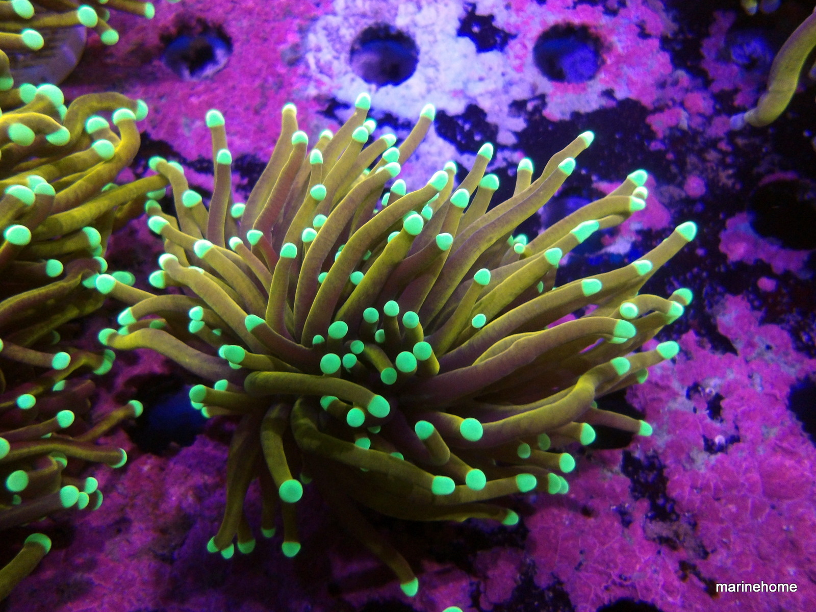 KODAK Digital Still Camera