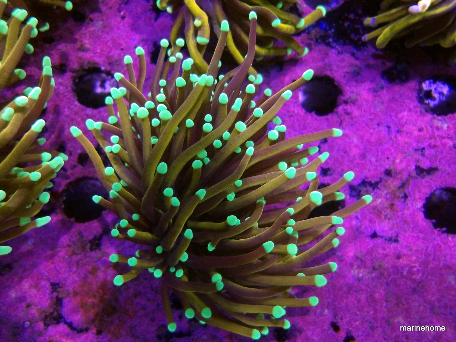 KODAK Digital Still Camera