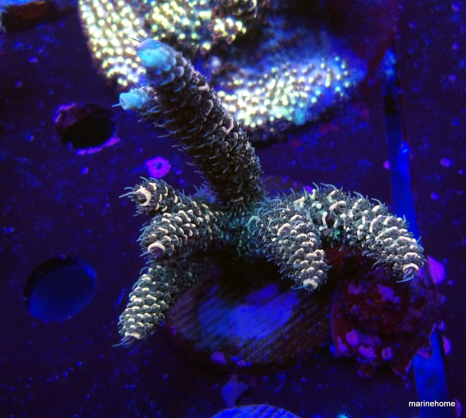 KODAK Digital Still Camera