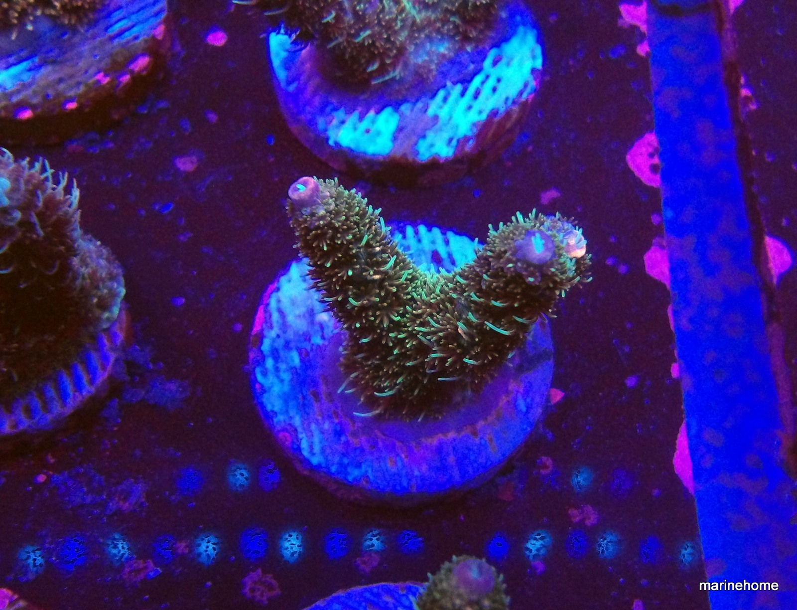 KODAK Digital Still Camera