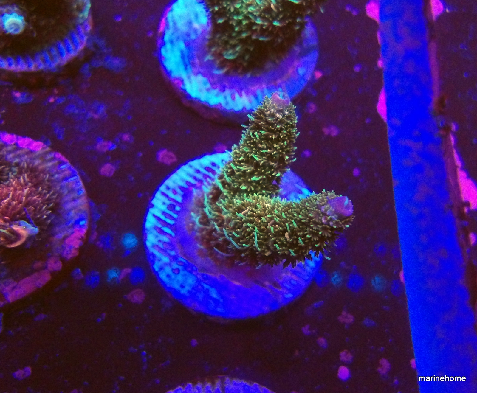 KODAK Digital Still Camera