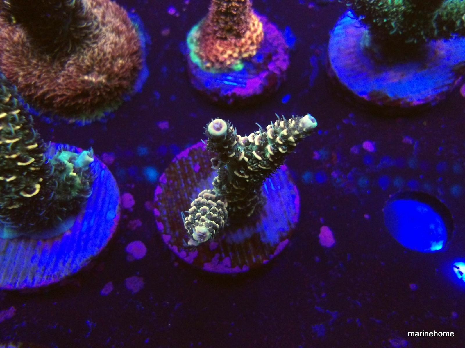 KODAK Digital Still Camera