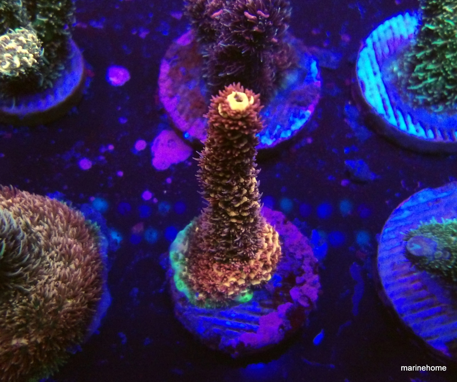 KODAK Digital Still Camera