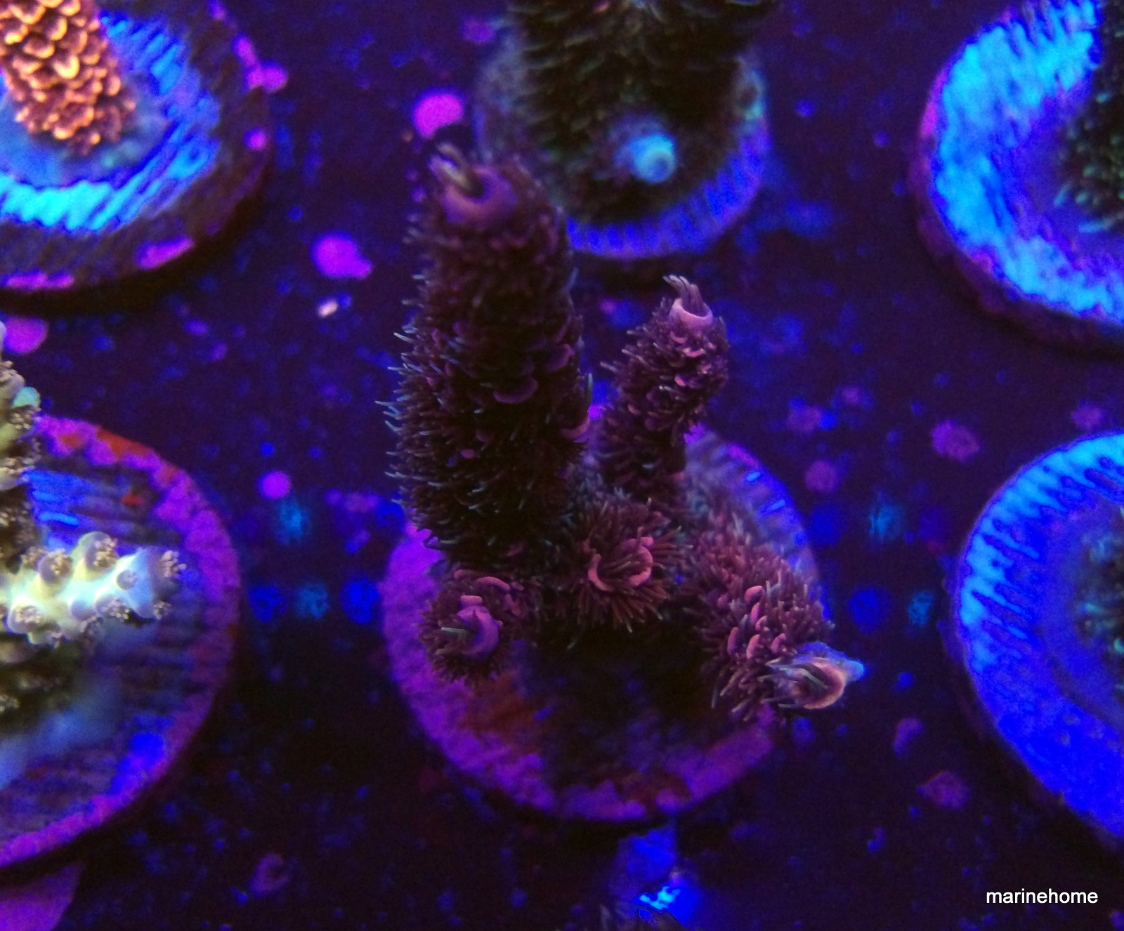 KODAK Digital Still Camera