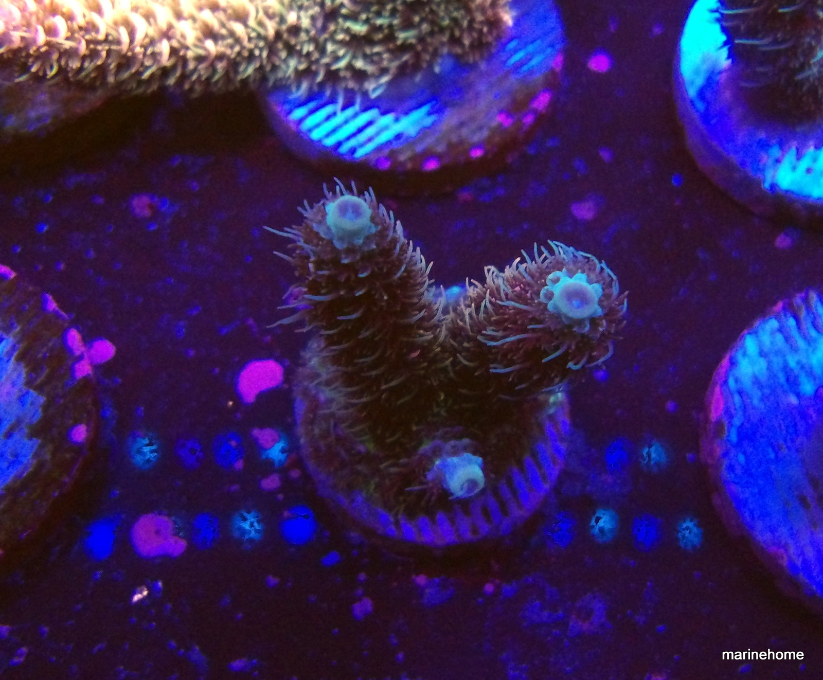 KODAK Digital Still Camera