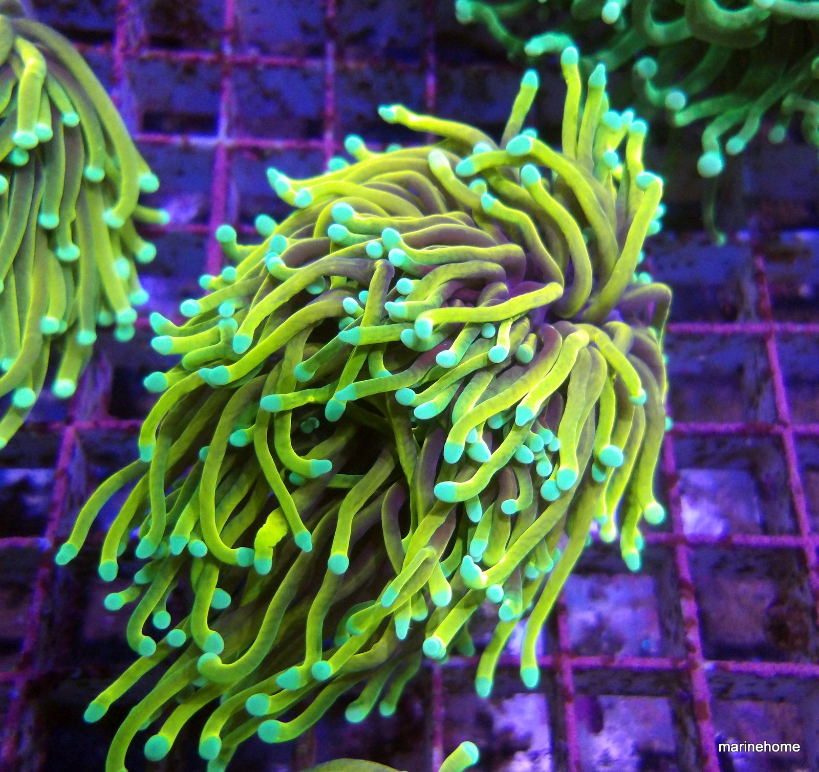 KODAK Digital Still Camera