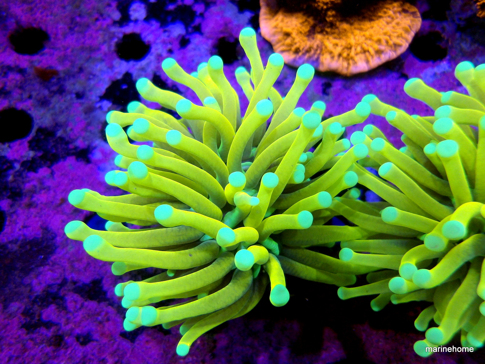 KODAK Digital Still Camera