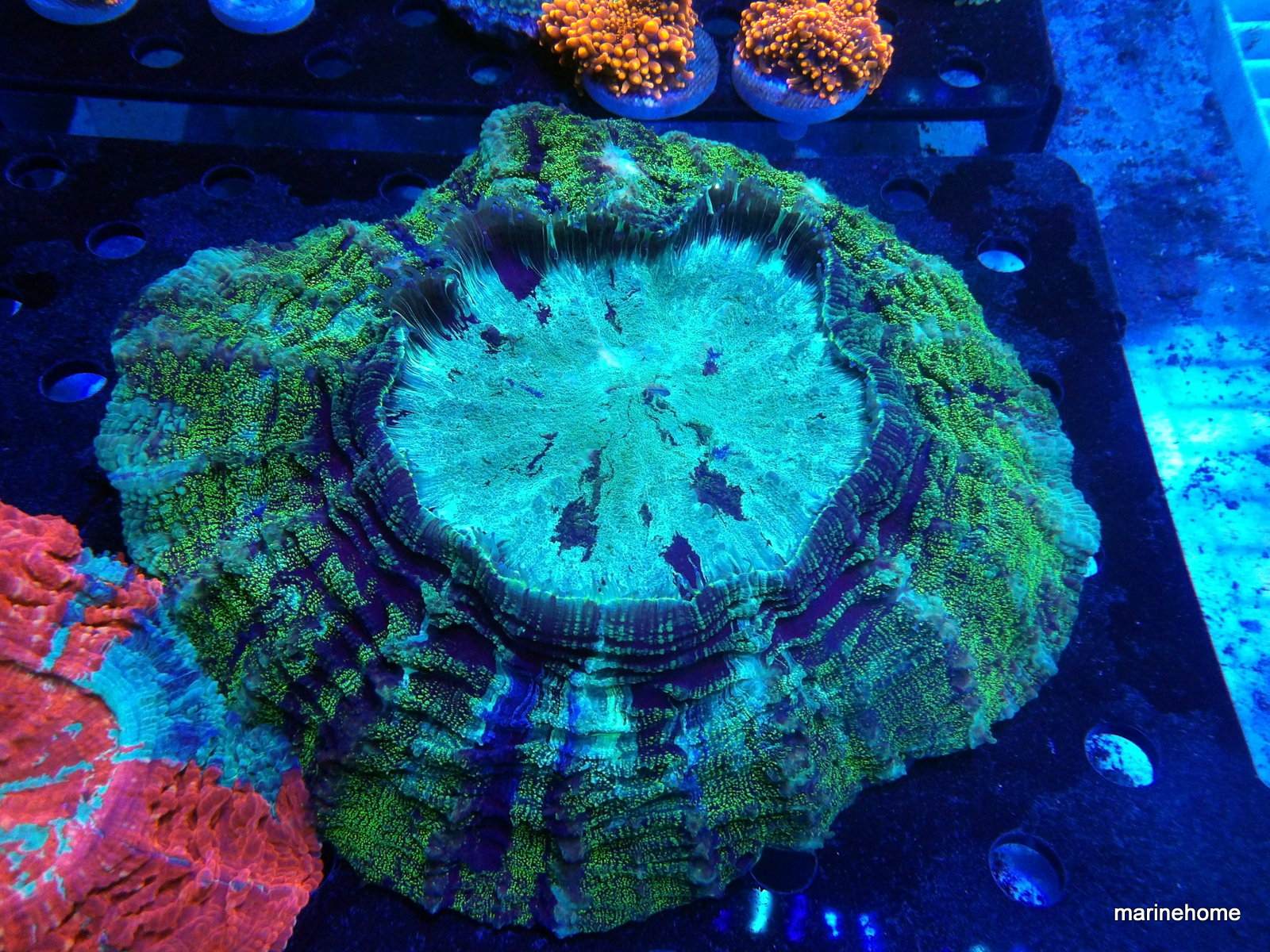 KODAK Digital Still Camera