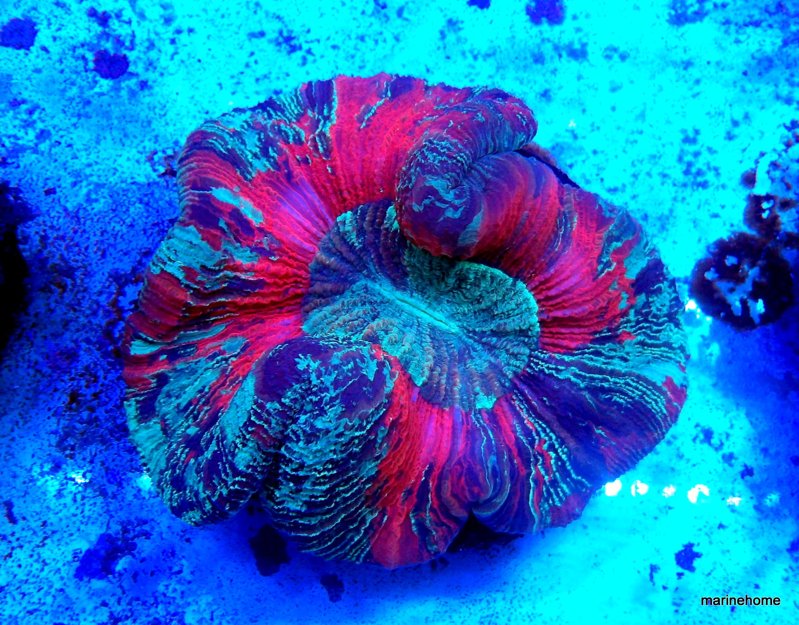 KODAK Digital Still Camera