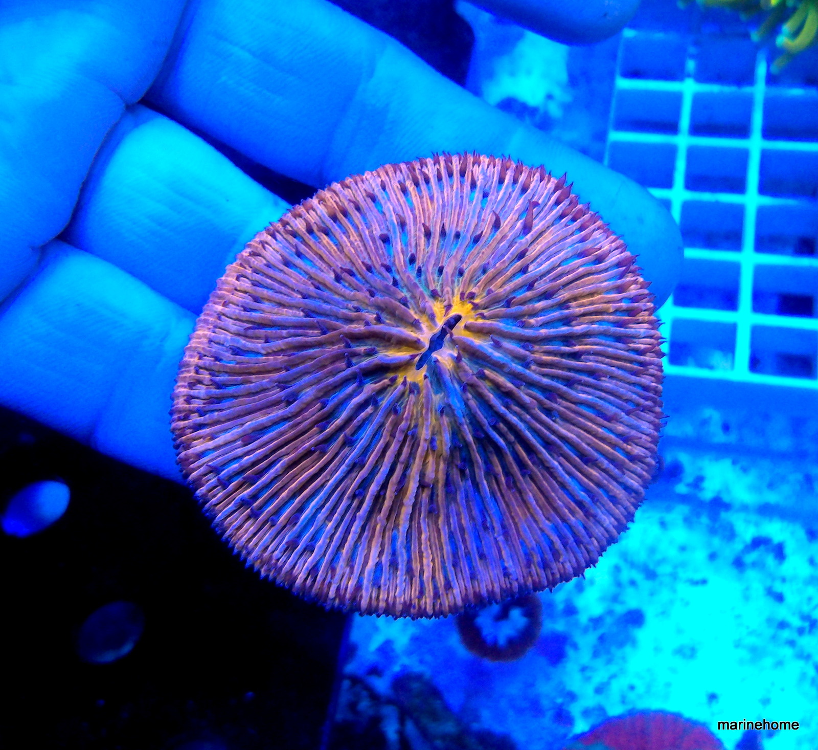 KODAK Digital Still Camera