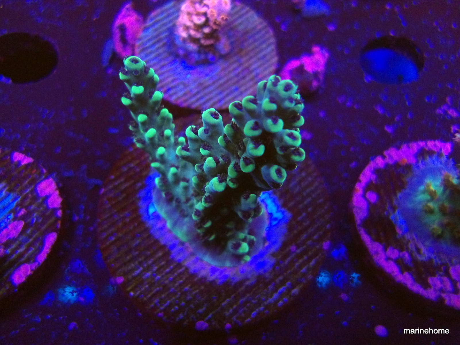 KODAK Digital Still Camera