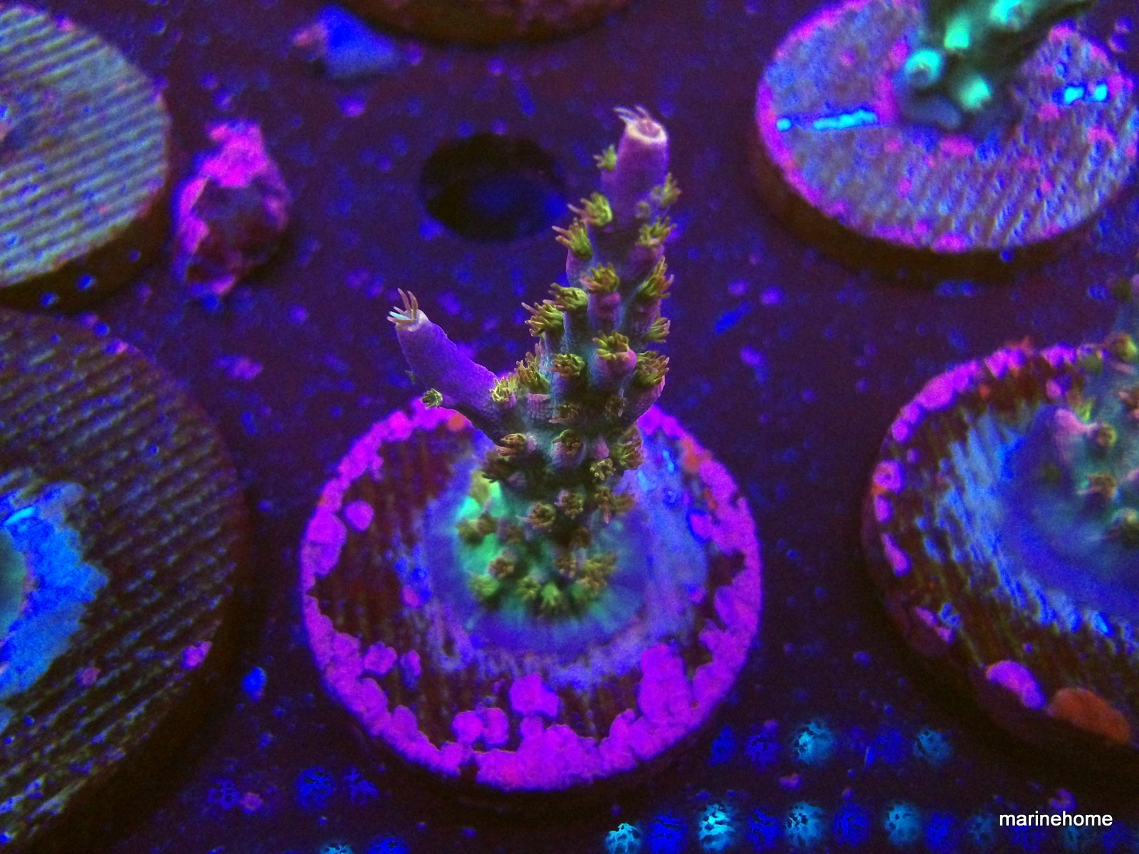 KODAK Digital Still Camera