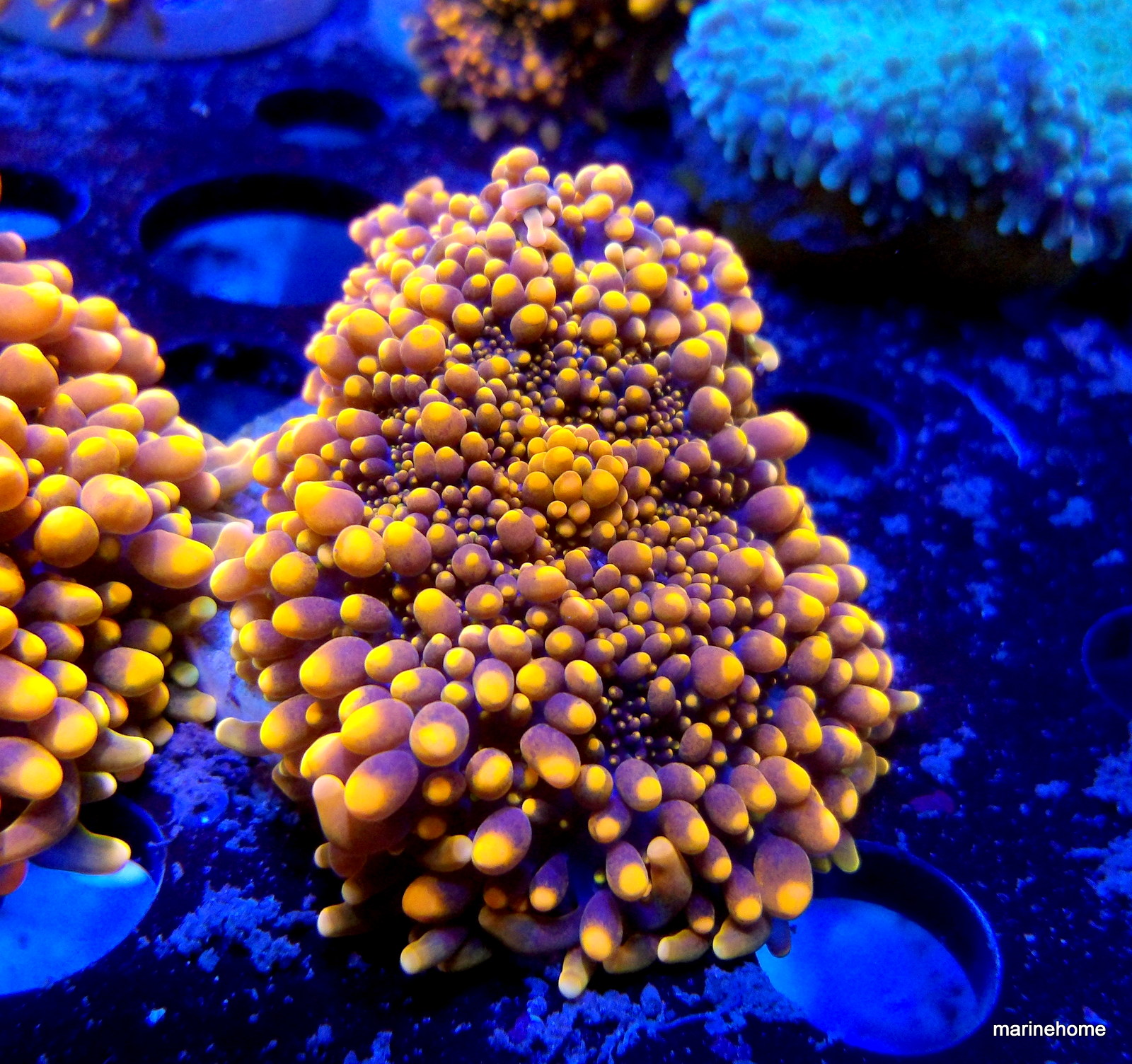 KODAK Digital Still Camera