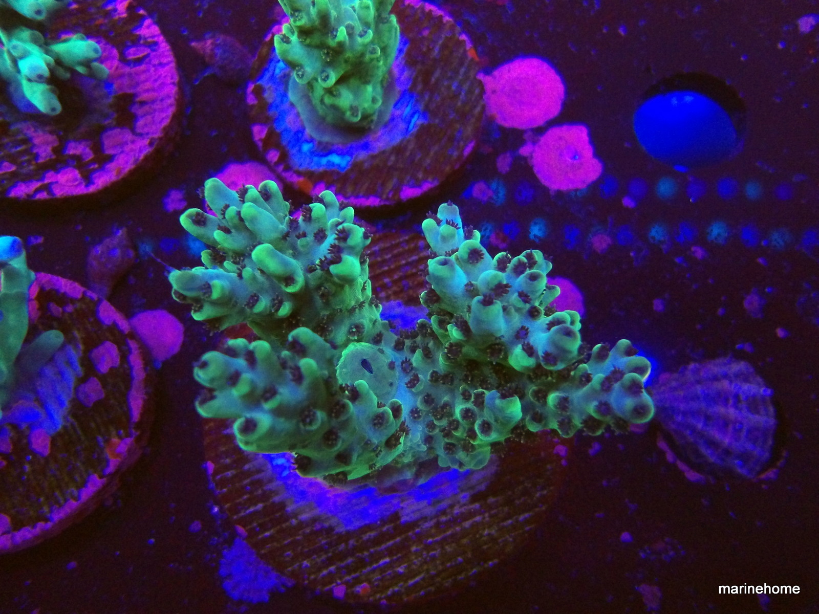 KODAK Digital Still Camera