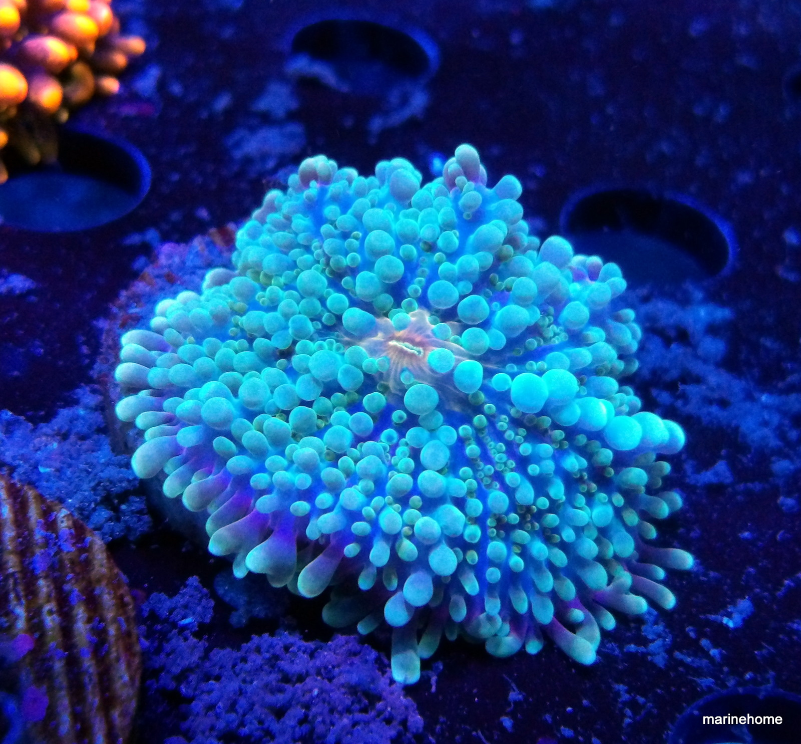 KODAK Digital Still Camera