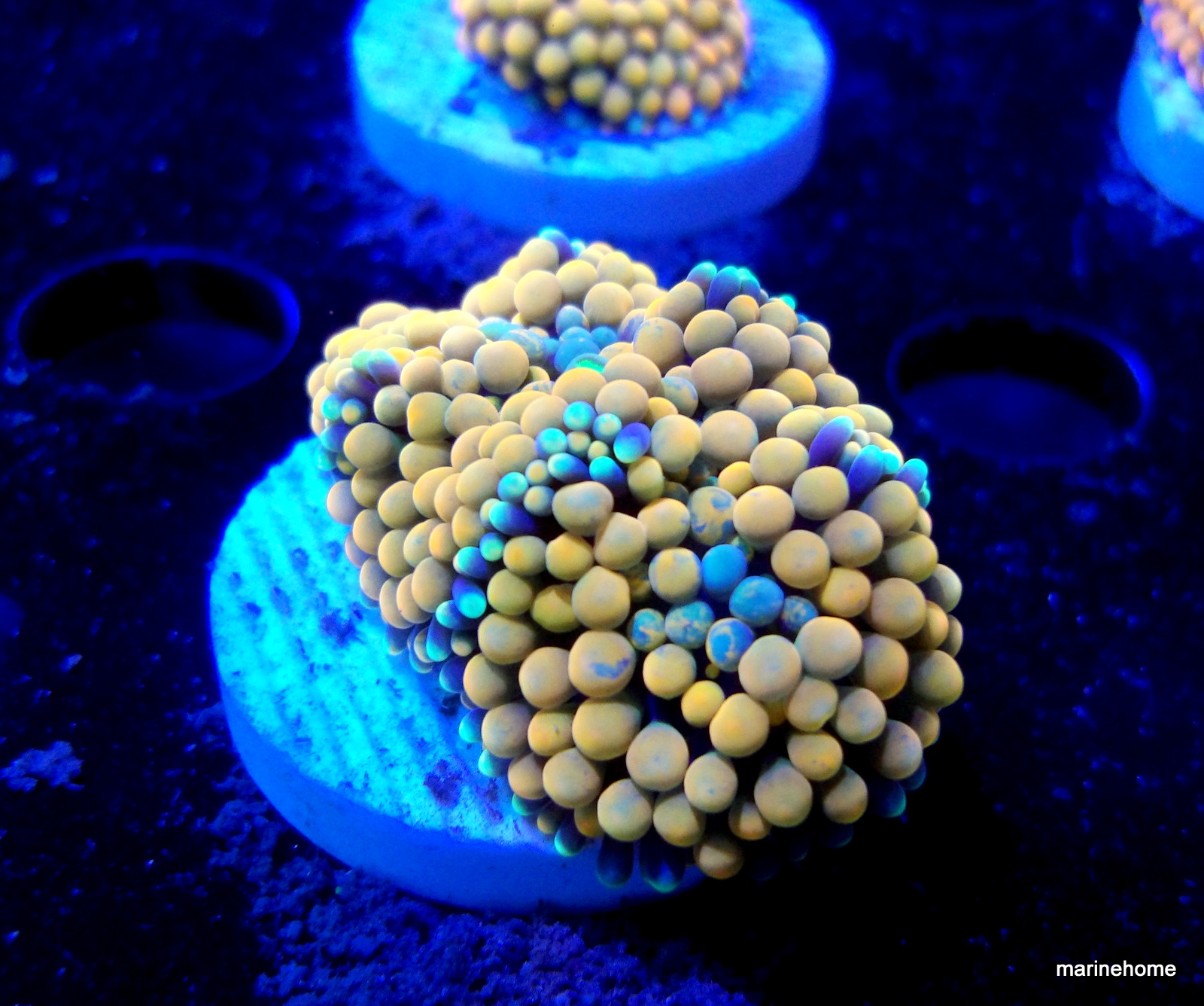 KODAK Digital Still Camera