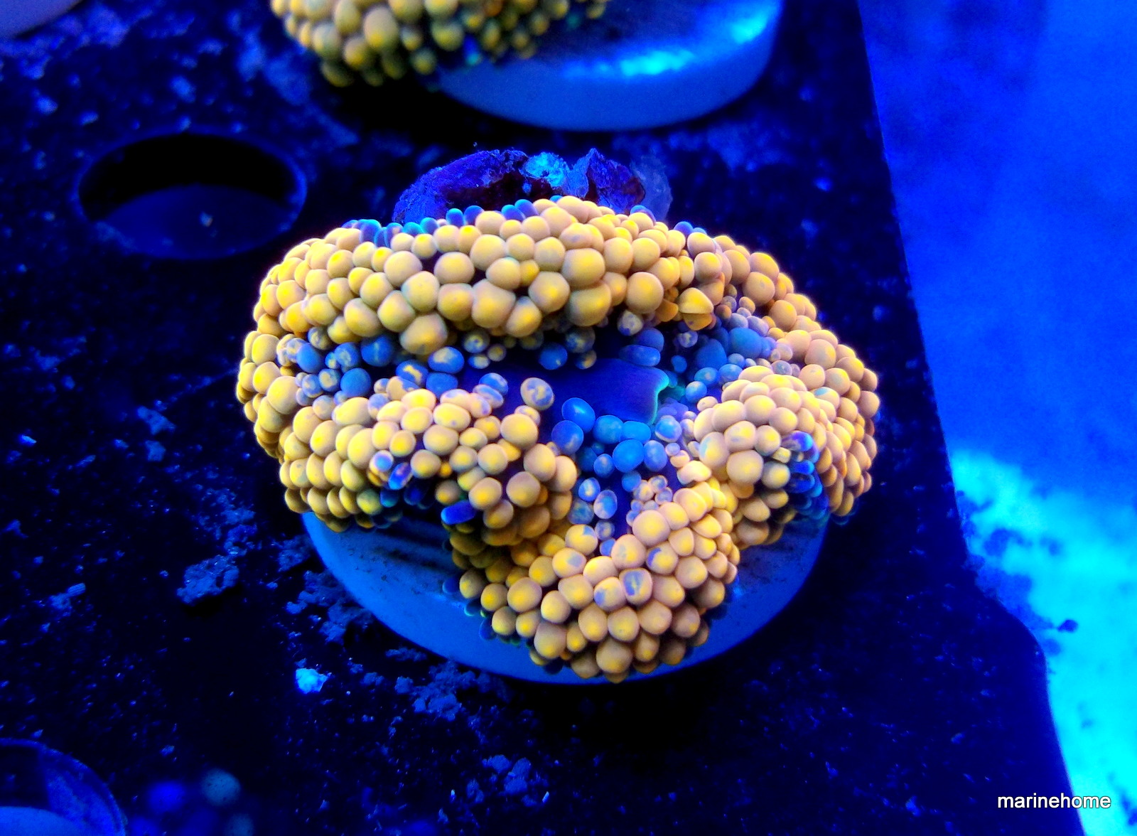 KODAK Digital Still Camera