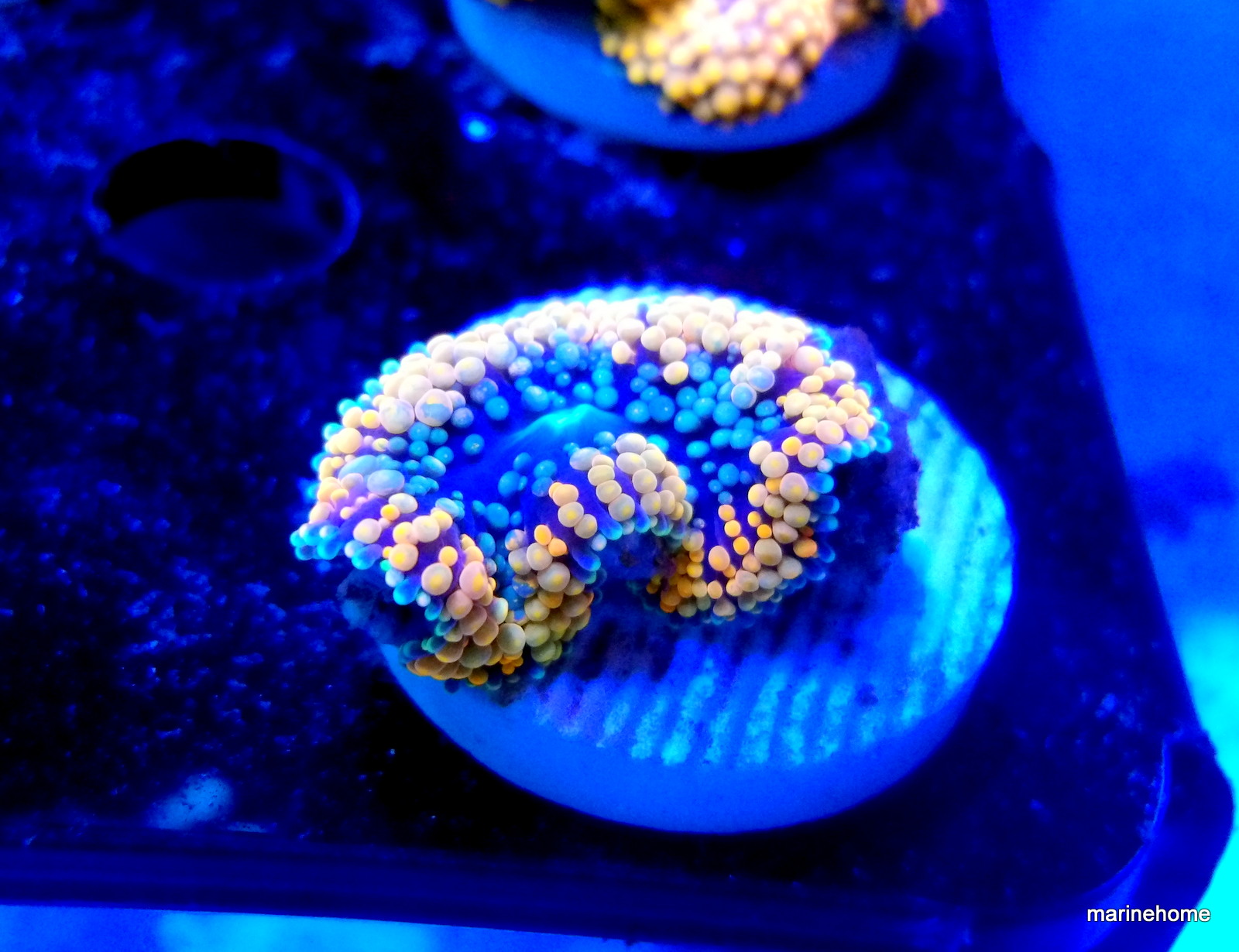 KODAK Digital Still Camera