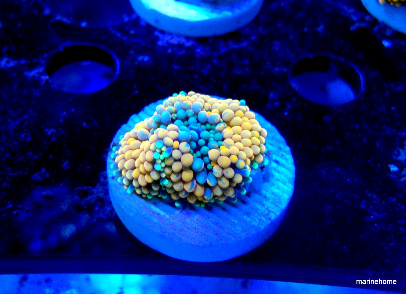 KODAK Digital Still Camera