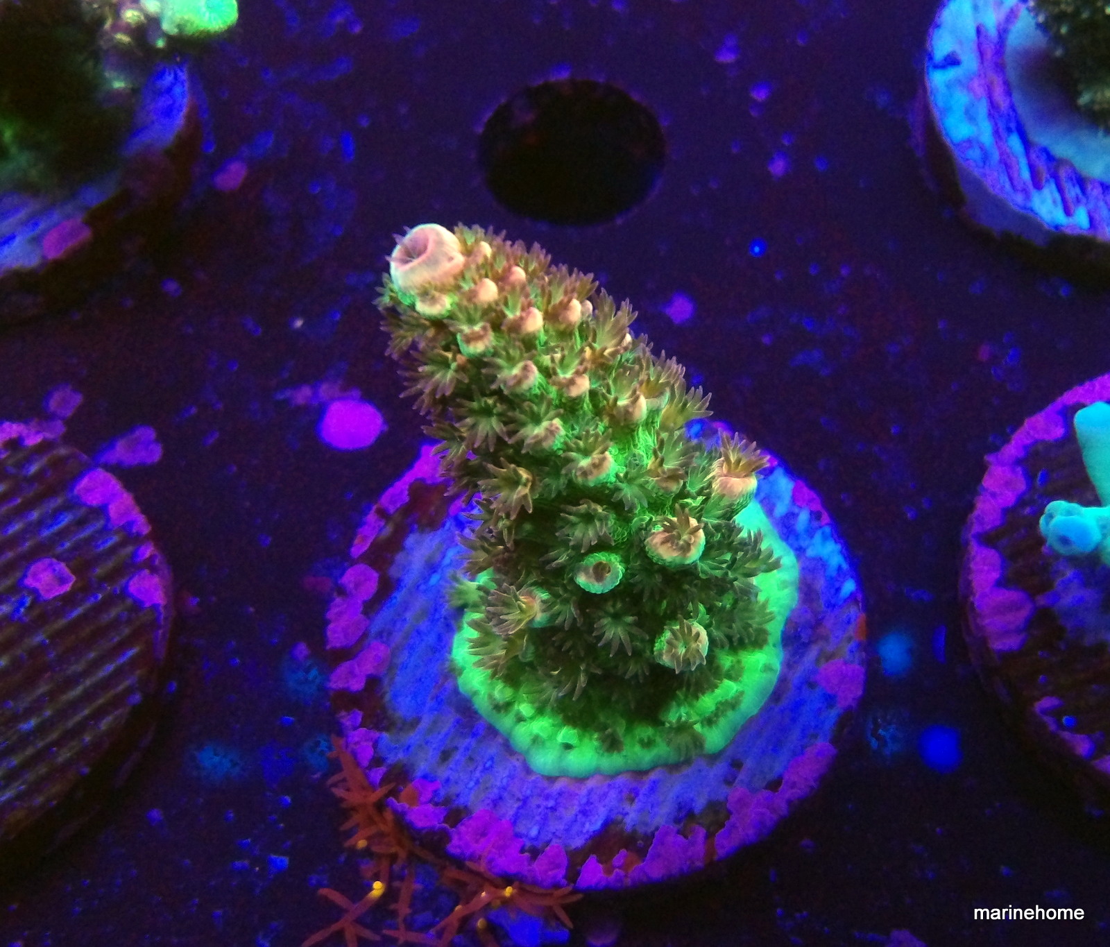 KODAK Digital Still Camera