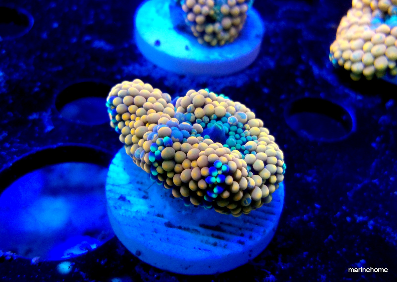 KODAK Digital Still Camera