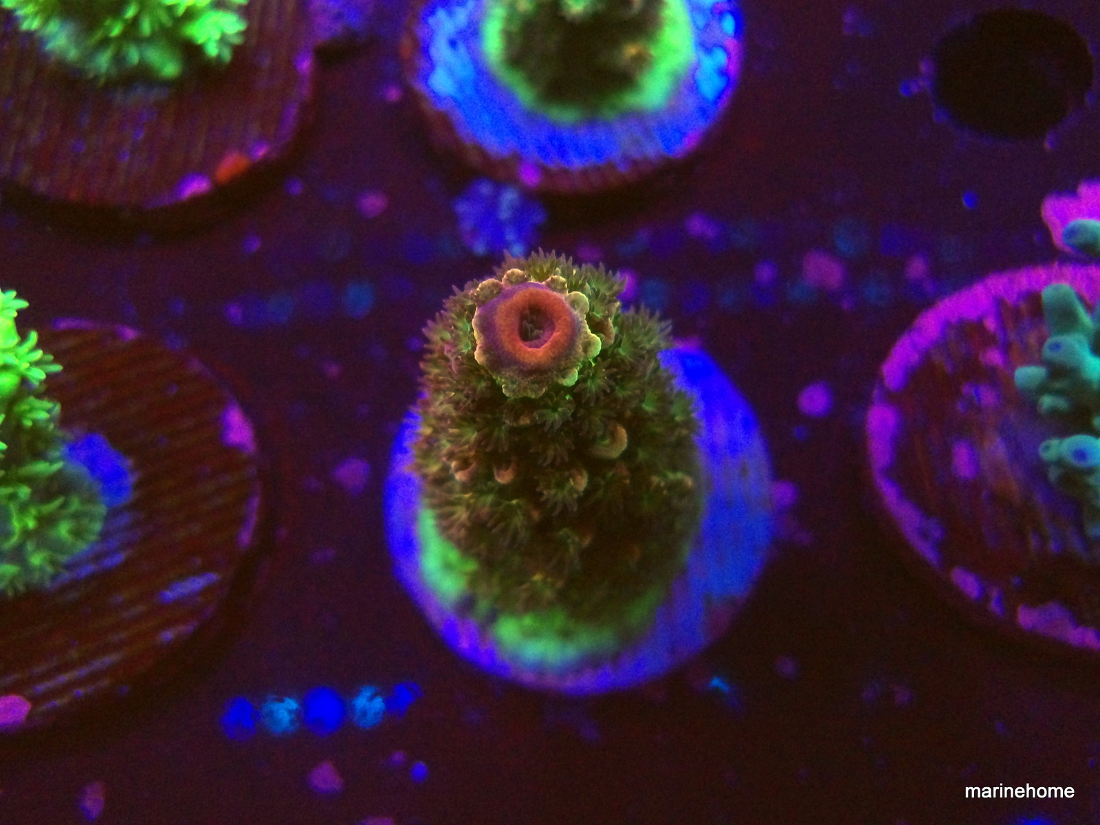 KODAK Digital Still Camera