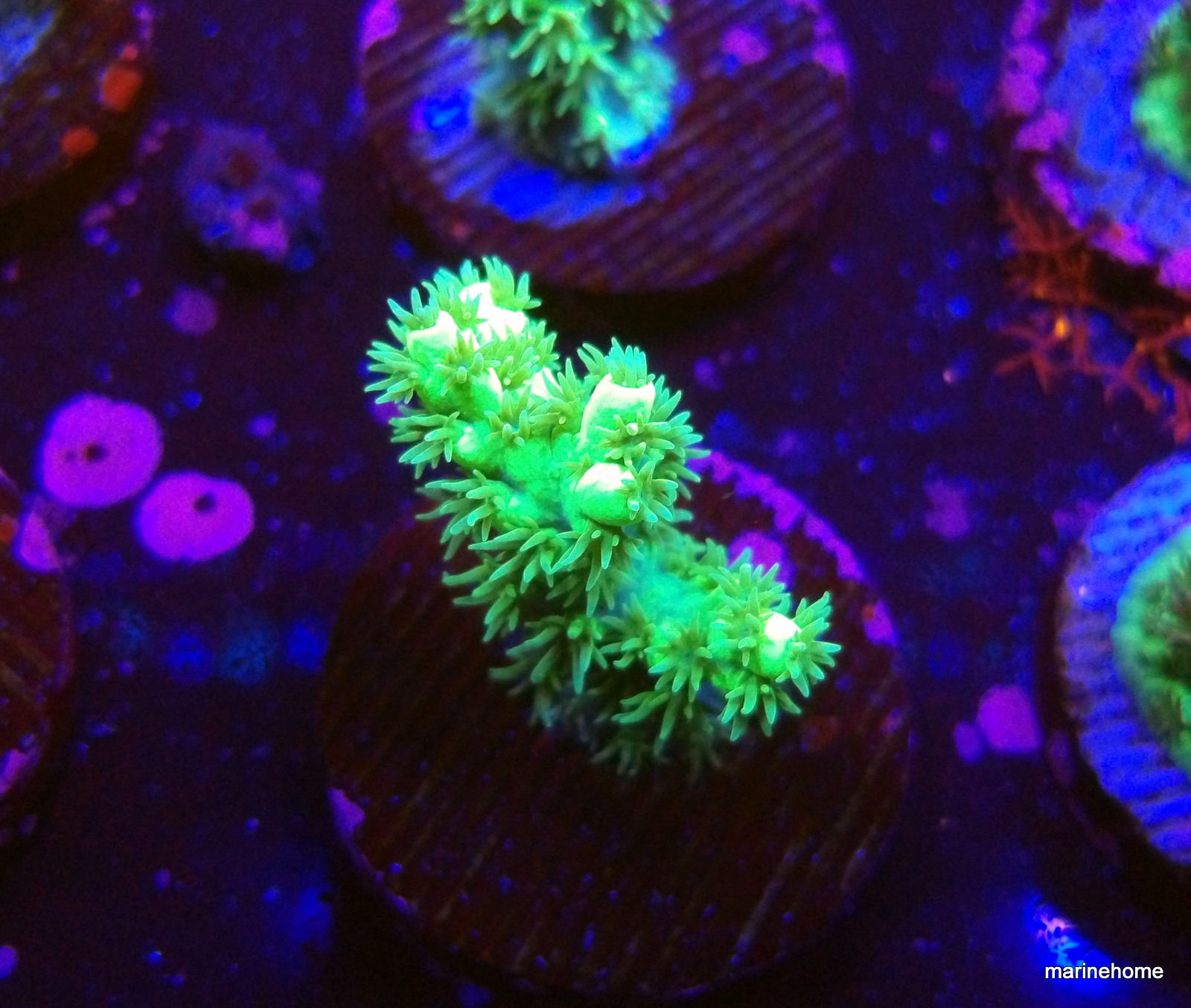 KODAK Digital Still Camera